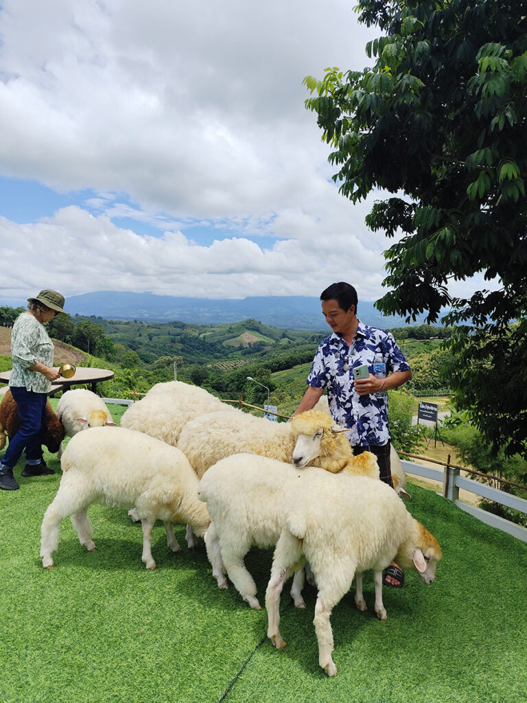 ไร่ปางแกะ at กิ่วม่วง - Rai Pang Kae Farm Nan